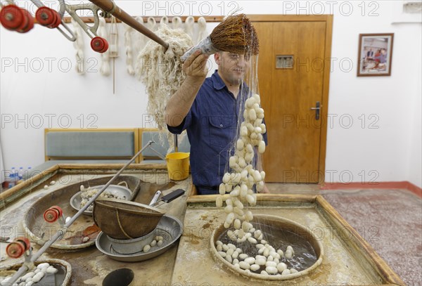 Raw silk and silk cocoons