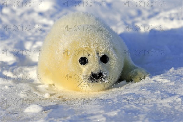 Harp Seal or Saddleback Seal (Pagophilus groenlandicus