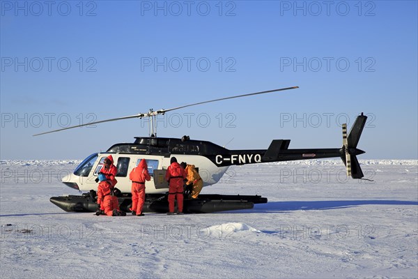 Helicopter trip to watch Harp Seals or Saddleback Seals