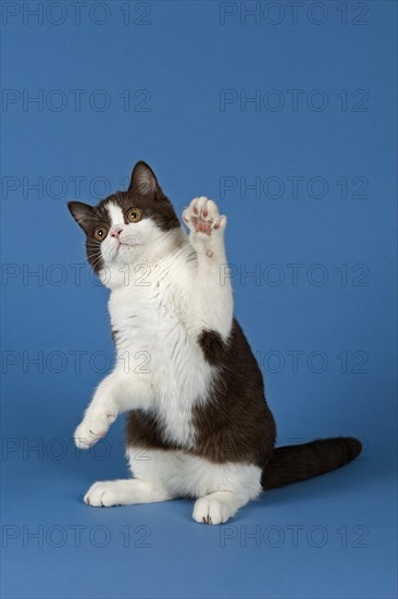 British Shorthair cat