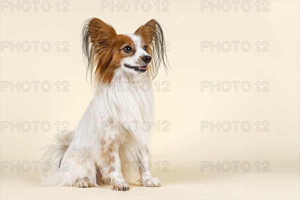 Papillon dog