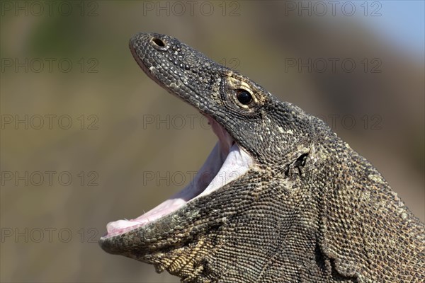 Komodo Dragon (Varanus komodoensis)