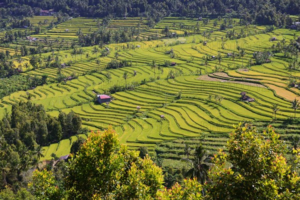 Rice paddies and rice terraces