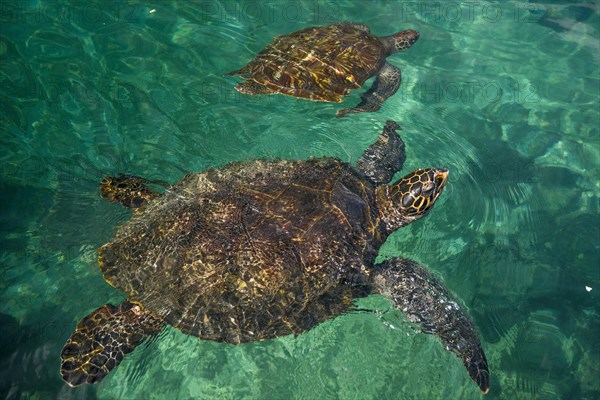 Turtles in the Kelonia Aquarium