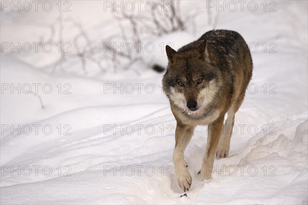 Wolf (Canis lupus)