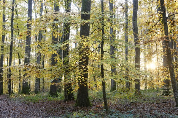 Sessile Oaks (Quercus petraea)