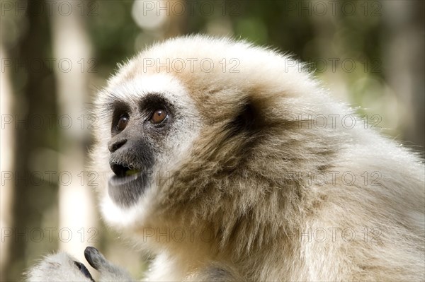 White-handed Gibbon (Hylobates lar)