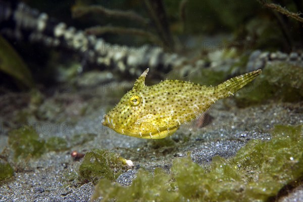 Korean black scraper (Thamnaconus modestoides)