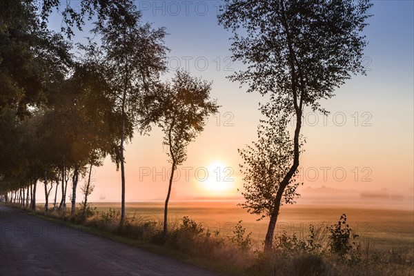 Birch tree avenue in the morning light