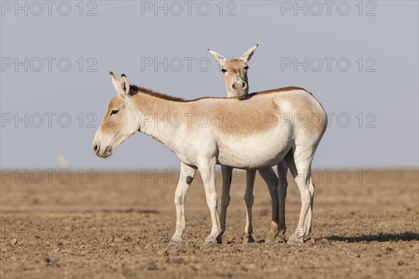 Onagers or Asiatic wild asses (Equus hemionus)