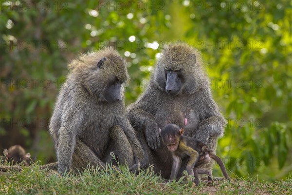 Olive baboons (Papio anubis)