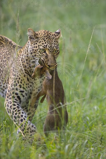 Leopard (Panthera pardus) with captured Kirk's Dik-dik (Madoqua kirkii)