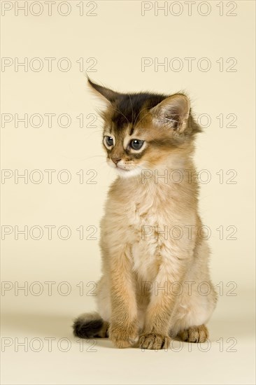 Somali kitten