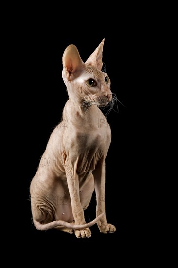 Peterbald cat