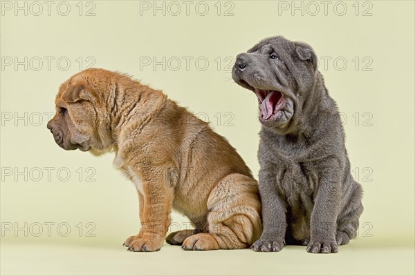 Shar Pei dogs