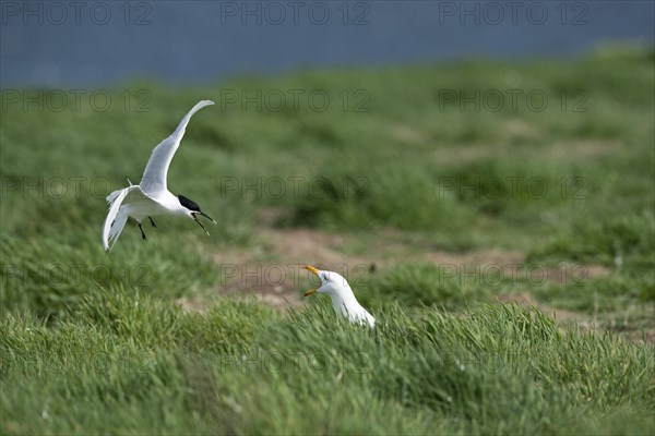 Sandwich Tern (Thalasseus sandvicensis) mobbing Lesser Black-backed Gull (Larus fuscus) which was attempting to steal eggs