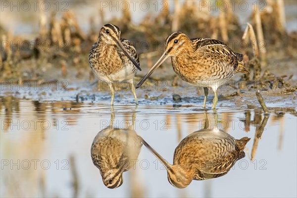 Common Snipes (Gallinago gallinago)