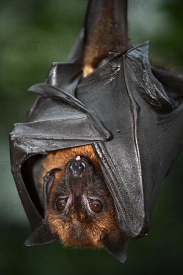 Flying Fox (Pteropus sp.)