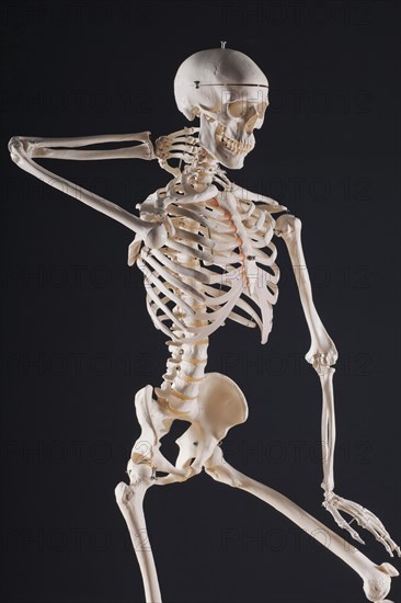 Human skeleton