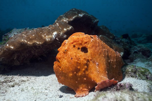 Commerson's frogfish (Antennarius commerson)