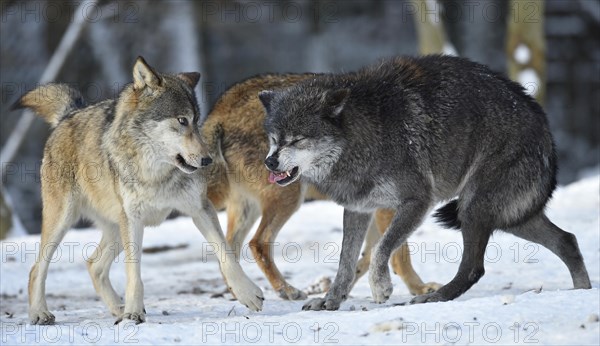 Young and female alpha wolf