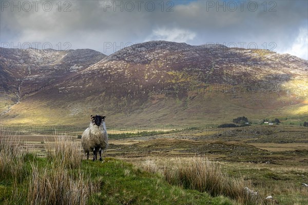 Sheep in Irish landscape