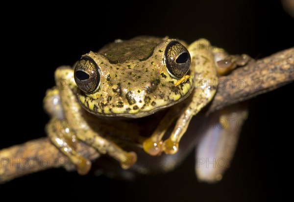 Ida's Bright-eyed Frog (Boophis idae) in the rainforest of Andasibe