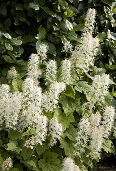 Heartleaf Foamflower (Tiarella cordifolia)