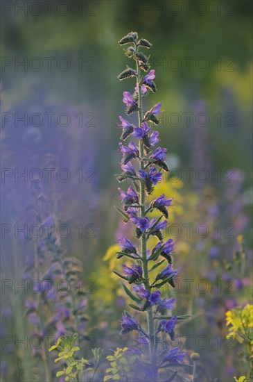 Viper's Bugloss or Blueweed (Echium vulgare)