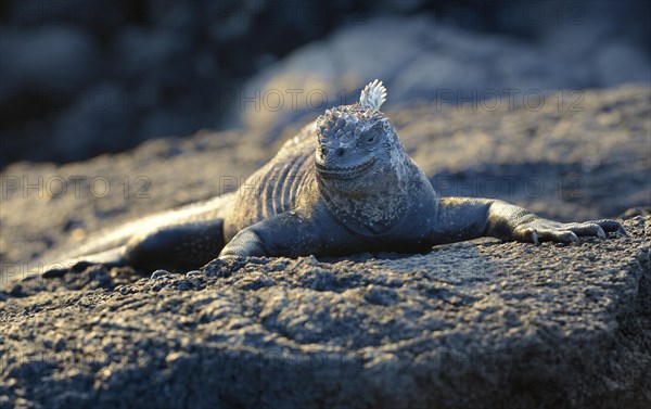 Marine Iguana at sunset (Amblyrhynchus cristatus)