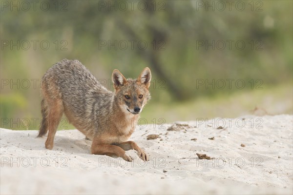 Golden jackal (Canis aureus) crouching on sandy ground