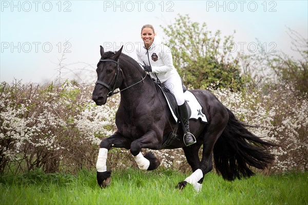 Friesian or Frisian horse