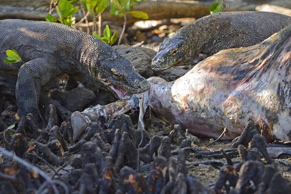 Komodo Dragons (Varanus komodoensis) feeding on the carcass of a wild buffalo that died in the mangrove area