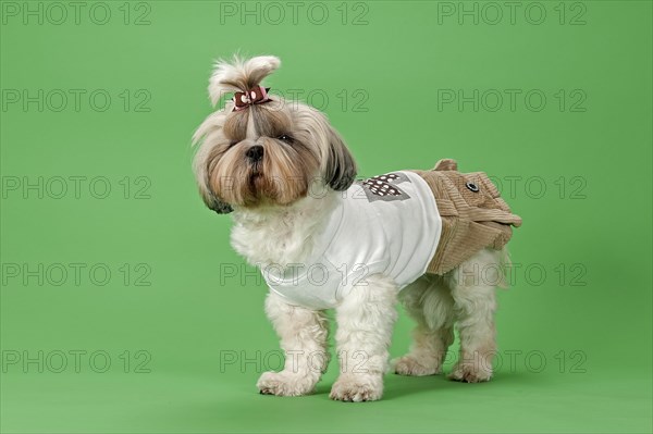 Shih-Tzu dog