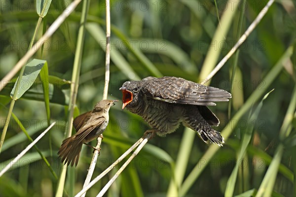 Cuckoo (Cuculus canorus) young bird being fed by the host bird