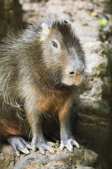 Capybara (Hydrochoerus hydrochaeris)