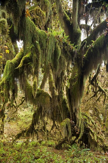 Hoh Rainforest