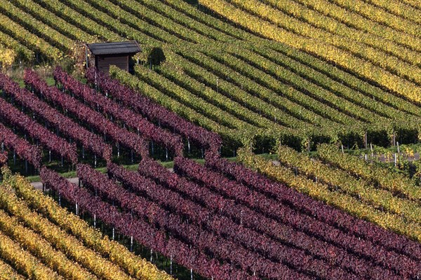 Vineyard in autumn colours