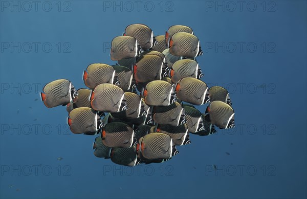 Swarm of Redtail butterflyfish (Chaetodon collare)
