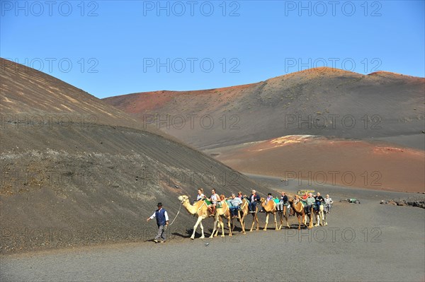 Dromedary ride