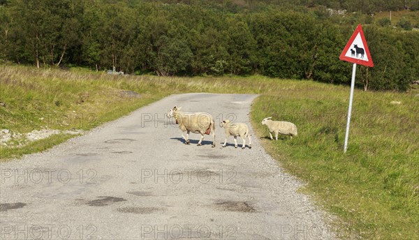 Sheep with two lambs crossing the road