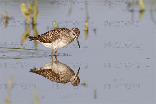 Wood Sandpiper (Tringa glareola)