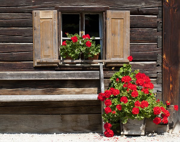 Window with geraniums