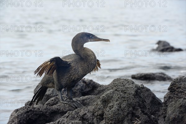 Flightless cormorant or Galapagos cormorant (Phalacrocorax harrisi)