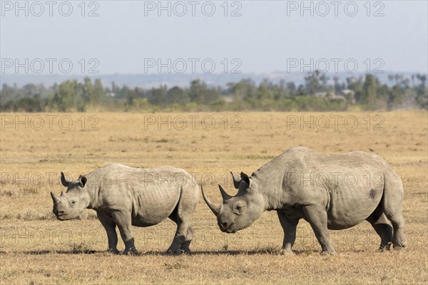 Black Rhinoceros (Diceros bicornis)