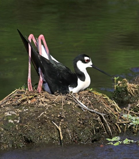 Black-necked Stilt (Himantopus mexicanus)