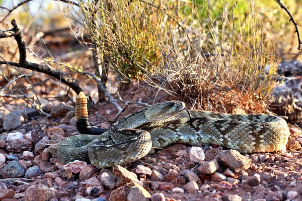 Eastern black-tailed rattlesnake (Crotalus ornatus) on desert ground