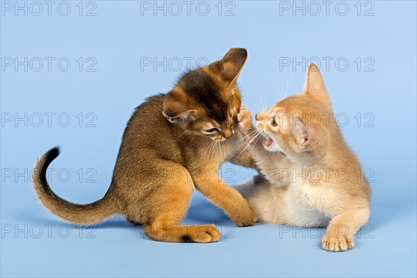 Two Abyssinian kittens