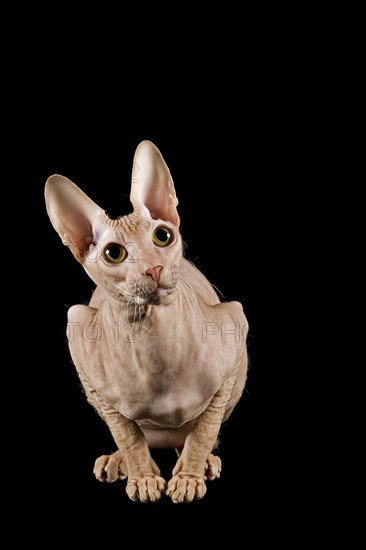 Peterbald cat