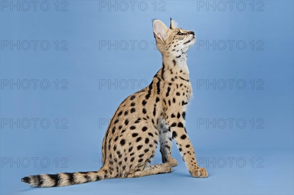 Serval (Leptailurus serval)